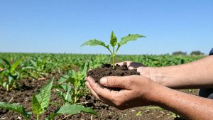 Câmp verde cu mâini ce țin pământ și răsad.